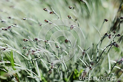 Shallow depth of field photo, only few plants parts in focus, pink clove flower bud in soft shade. Abstract natural background Stock Photo