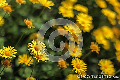 Shallow depth of field photo, only single blossom in focus, small yellow flowers - abstract spring flowery background Stock Photo