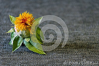 Shallow depth of field. Safflower flower in yellow against a gray fabric background. Copy space. Close-up. Carthamus tinctorius, Stock Photo