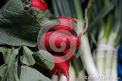 Shallow depth of field selective focus image with radishes on sale in a vegetables street stall Stock Photo