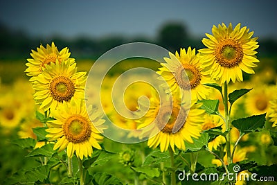 Shallow depth of field selective focus of sunflowers Stock Photo