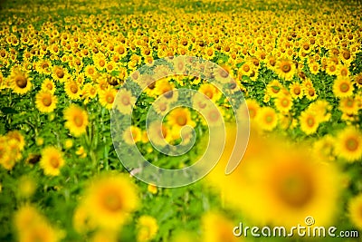 Shallow depth of field selective focus of sunflowers Stock Photo