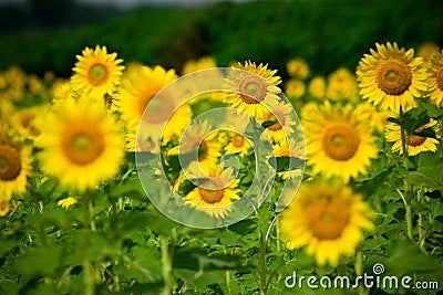 Shallow depth of field selective focus of sunflowers Stock Photo