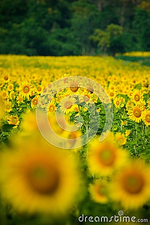 Shallow depth of field selective focus of sunflowers Stock Photo