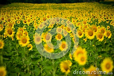 Shallow depth of field selective focus of sunflowers Stock Photo