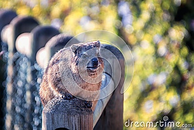 A shallow depth of field shot of a well-fed dassie rock hyrax sitting on a fence post and looking towards the camera begging for Stock Photo