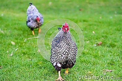 Shallow focus of an adult silver-laced wyandotte hen seen running to the camera. Stock Photo