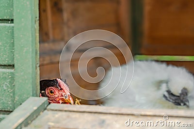 Shallow focus of a broody free range Hen seen sitting on a clutch of eggs in a makeshift hen house Stock Photo