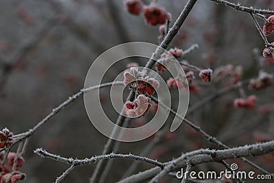 Shallow focus closeup shot of branches of Rose Hip covered in frost Stock Photo