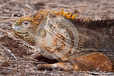 Shallow focus closeup shot of a Conolophus Iguana lying in dry twigs Stock Photo