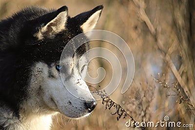 Shallow focus closeup shot of a Siberian Husky dog covered in dust and dirt Stock Photo