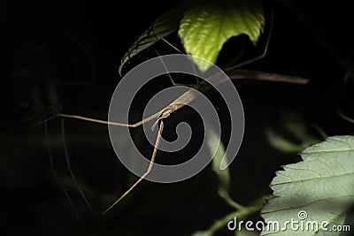 Shallow focus closeup shot of a stick insect Phasmid on a plant at night Stock Photo