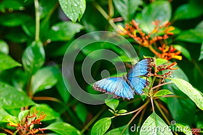 A shallow focus closup image of a beautiful Butterfly Stock Photo