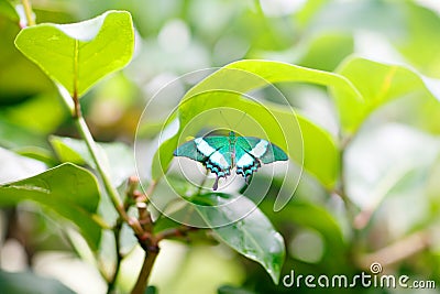 A shallow focus closup image of a beautiful Butterfly Stock Photo