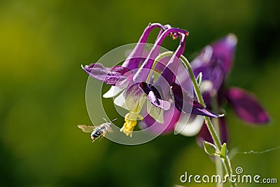 Shallow focus of a crimson columbine flower and a bee flying over it and pollinating. Stock Photo