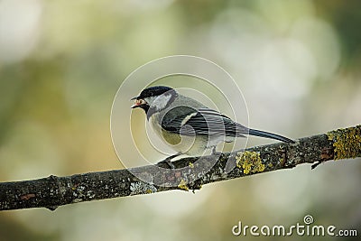 Shallow focus of Great tit (Kohlmeise) standing on a tree branch Stock Photo