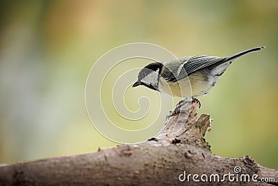Shallow focus of Great tit (Kohlmeise) standing on a tree branch Stock Photo
