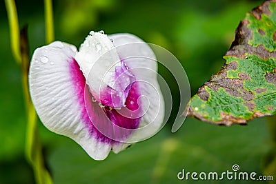 Shallow focus of a purple vagina flower with blur background Stock Photo