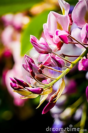 Shallow focus shot of a blooming bristly locust or rose-acacia plant Stock Photo