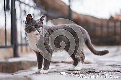 Shallow focus shot of a cute Brazilian shorthair cat outdoors Stock Photo