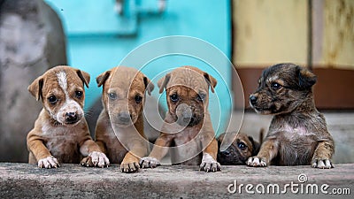 Shallow focus shot of group of adorable Aspin puppies in concrete fountains Stock Photo