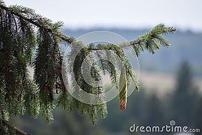 Shallow focus shot of Norway spruce tree branch with brown and green conifer cone Stock Photo