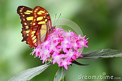 Shallow focus shot of an orange white butterfly perched on pink santan flowers Stock Photo