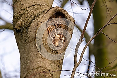 Shallow focus shot of a tawny own sleeping in the tree nest Stock Photo