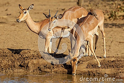 Shallow focus shot of three Impala Antelopes drinking on a lakeshore Stock Photo