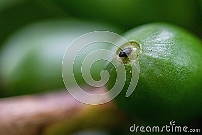 Shallow focus shot of unripe blooming coffee on the branches at daytime Stock Photo