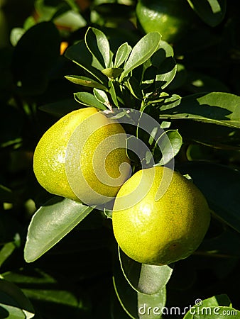 Shallow focus shot of vibrant lemon fruits on a lemon tree Stock Photo