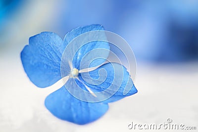 Shallow focus of single hydrangea flower blossom Stock Photo