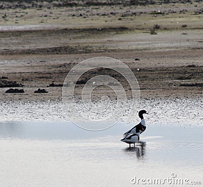 Shallow focus of two common shelducks standing in the water on the coastine Stock Photo