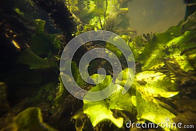Shallow freshwater river with clear water and dense vegetation, yellow water-lily, potamogeton and hornwort underwater Stock Photo