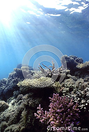 Shallow Pacific Reef Stock Photo