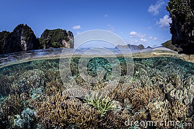 Shallow Pacific Reef Stock Photo