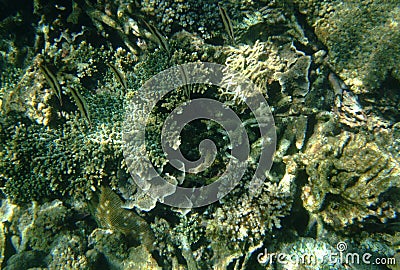 A shallow seabed of coral reefs and ocean plants Stock Photo