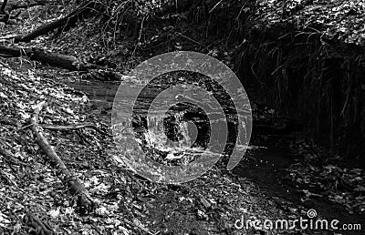 Shallow stream in the thicket of the forest. Stock Photo