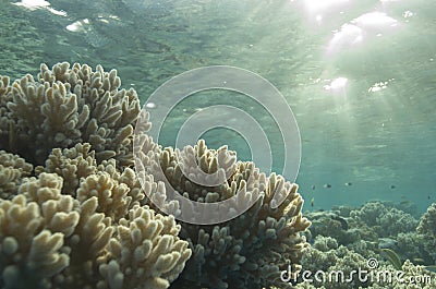 Shallow tropical coral reef, natural light. Stock Photo