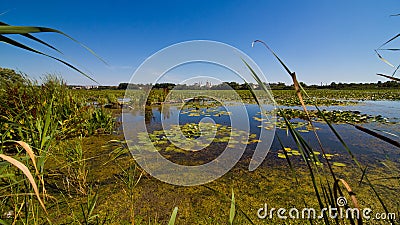 Shallow, wide lake covered with leaves of lotus and water lilies, broken footbridge in distance, countryside landscape Stock Photo