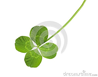 Shamrock Stock Photo