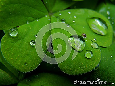 Shamrock Stock Photo