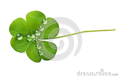 Shamrock Stock Photo