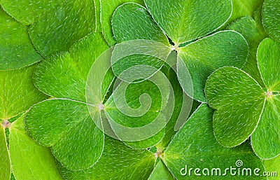 Shamrock Stock Photo