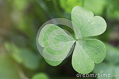 Shamrock Stock Photo