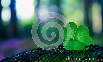 Shamrock in forest Stock Photo