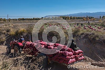 People who harvest Onions Editorial Stock Photo