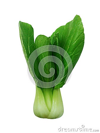 Shanghai Bok Choy isolated on white background Stock Photo