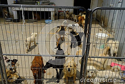 Shanghai stray dog rescue station Stock Photo