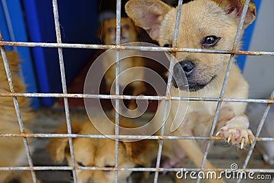 Shanghai stray dog rescue station Stock Photo